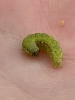 Cobbler Moth thumbnail 3