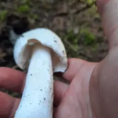 Amanita amerivirosa thumbnail 4
