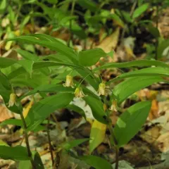 rose twisted-stalk thumbnail 3