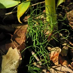 dwarf horsetail thumbnail 4