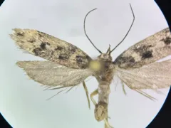 Chionodes sattleri thumbnail 4