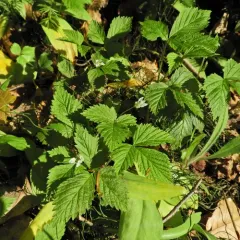 dwarf raspberry thumbnail 4
