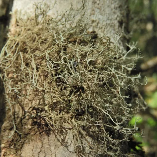 Hanging Fringe Lichen
