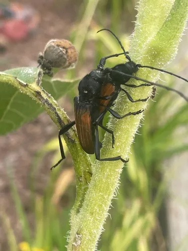 Tragidion coquus
