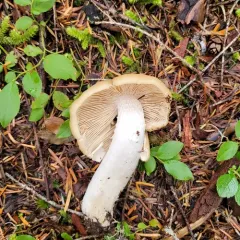 Wrinkled Cortinarius thumbnail 4