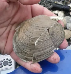 Thin-shelled Littleneck thumbnail 4