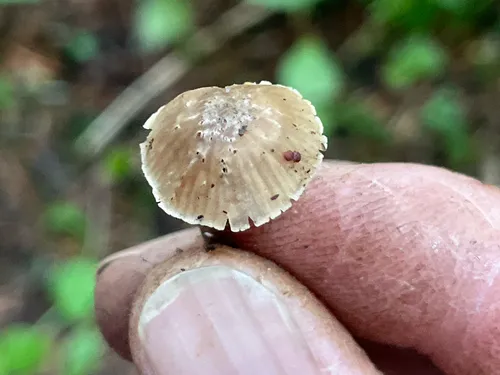 Entoloma nucisaporum