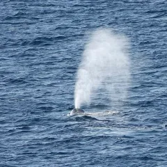 Bowhead Whale thumbnail 3