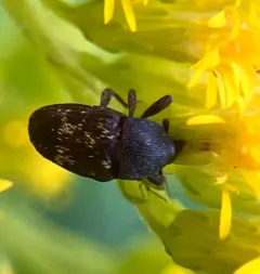 Glyptobaris lecontei thumbnail 2