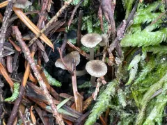 Entoloma rhodocylix thumbnail 4