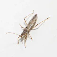 Common Damsel Bug thumbnail 3