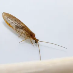 brown pine lacewing thumbnail 4