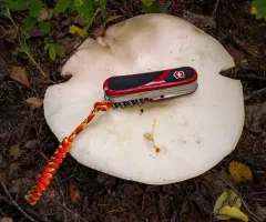 Wood Mushroom thumbnail 2
