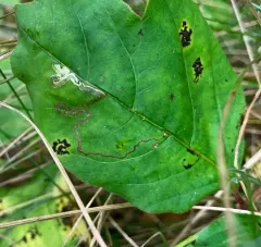 Stigmella rhoifoliella thumbnail 4