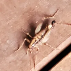 Pristoceuthophilus celatus thumbnail 3