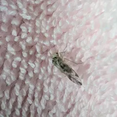 Speckled Barklouse thumbnail 3