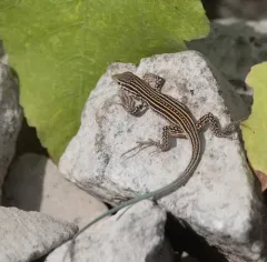 Colorado Checkered Whiptail thumbnail 3