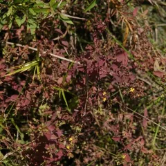 Dwarf St. John's Wort thumbnail 4