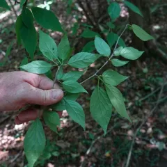 Mountain Winterberry thumbnail 3