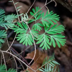 squirrel corn thumbnail 4
