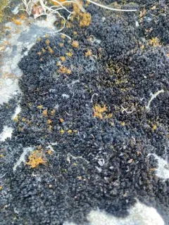 Schistidium crassithecium thumbnail 3