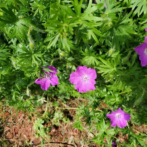 Bloody Crane's-bill
