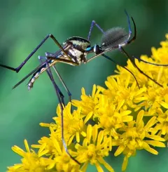 Elephant Mosquito thumbnail 1