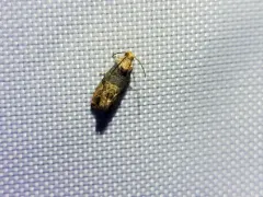 Grape Berry Moth thumbnail 3