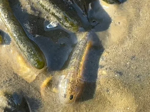 Seaboard Goby