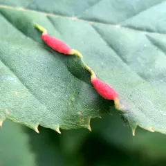 Hornbeam leaf gall midge thumbnail 3