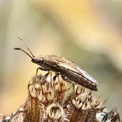 Neortholomus scolopax thumbnail 2