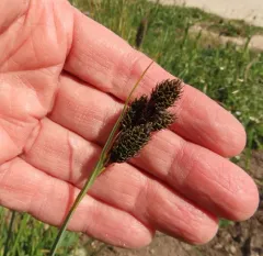 smooth-fruited sedge thumbnail 4