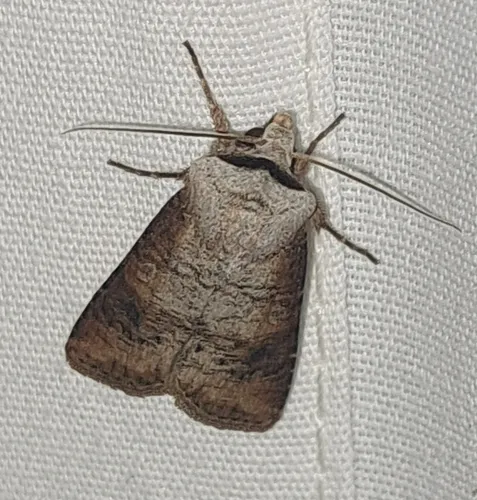 Euxoa bochus