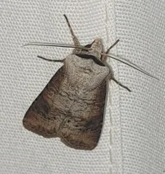 Euxoa bochus thumbnail 1