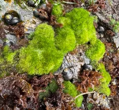 Green pin-cushion alga thumbnail 1