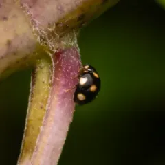 Ten-spotted Spurleg thumbnail 3