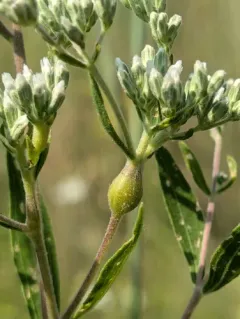 Boneset Stem Midge thumbnail 4