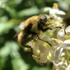 Narcissus Bulb Fly thumbnail 3