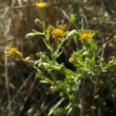 Rayless False Goldenaster thumbnail 4