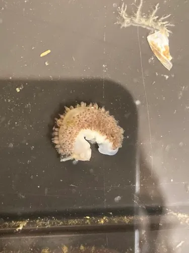 Feather Aeolid