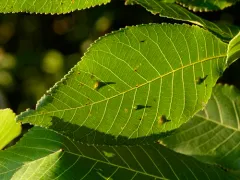 Hickory Starry-base Gall Midge thumbnail 4