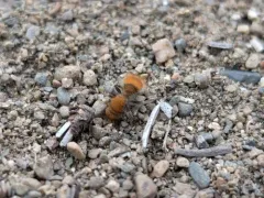 Sphaeropthalma unicolor thumbnail 3