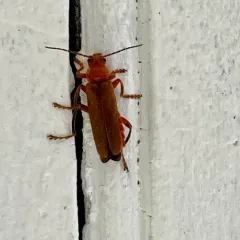Cantharis livida thumbnail 4