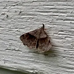 Six-spotted Gray thumbnail 3