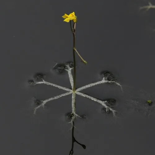 Small Swollen Bladderwort