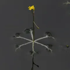 Small Swollen Bladderwort thumbnail 1