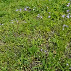 Canada toadflax thumbnail 2