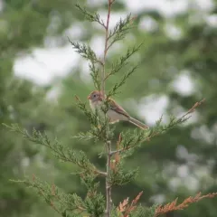 Field Sparrow thumbnail 2