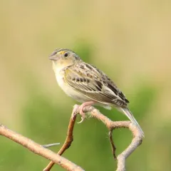 Grasshopper Sparrow thumbnail 3