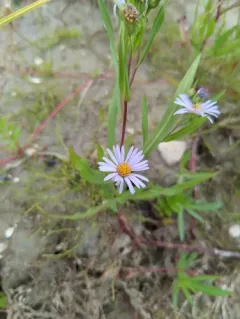 Robyns' Aster thumbnail 4